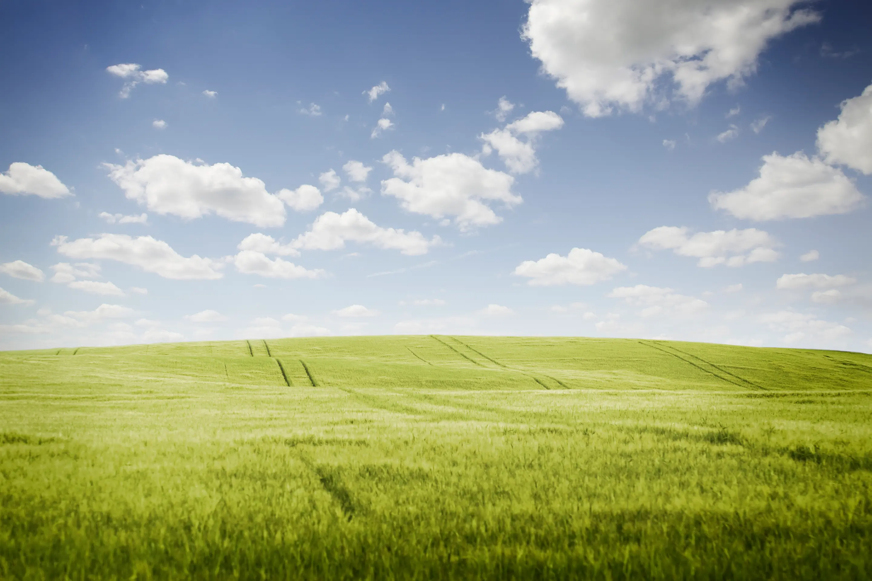 Imagebild Nachhaltigkeit – Blick über ein grünes Getreidefeld vor blauem Sommerhimmel